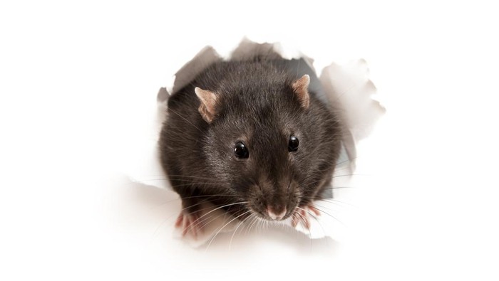 Sama-sama Berasal dari Tikus, Hantavirus dan Leptospirosis Punya Perbedaan Besar