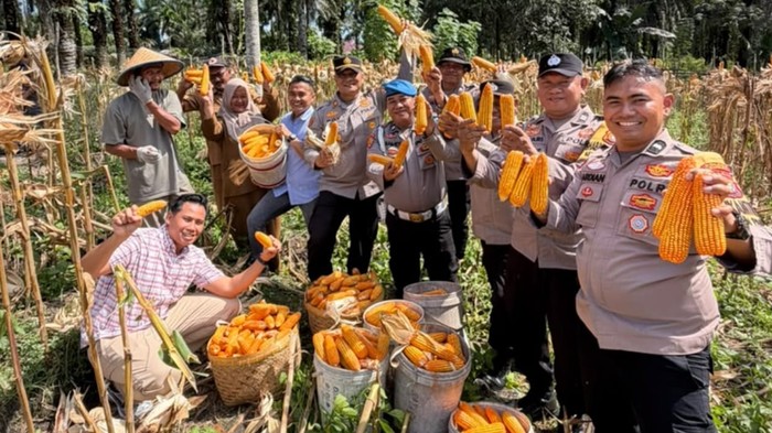 Polsek Bukit Kapur Panen Satu Ton Jagung sebagai Dukungan terhadap Program Swasembada Pangan